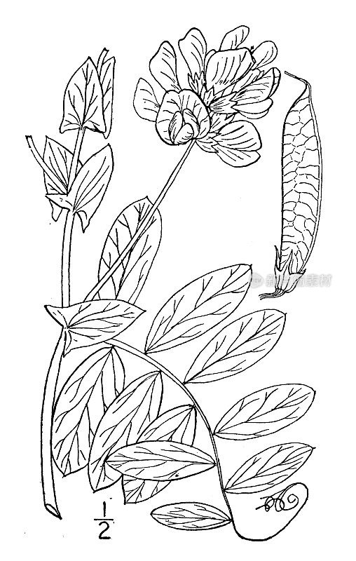 古植物学植物插图:Lathyrus maritimus，沙滩豌豆